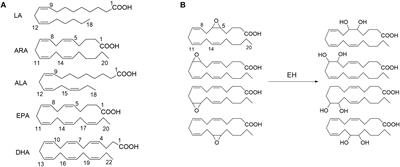 Inhibition of Soluble Epoxide Hydrolase for Renal Health